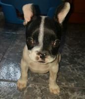 Dominic