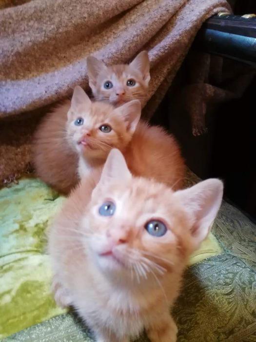 camada gatitos naranjas