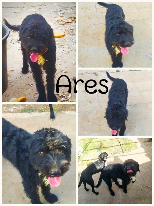 ARES