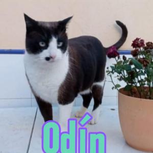 ODÍN 