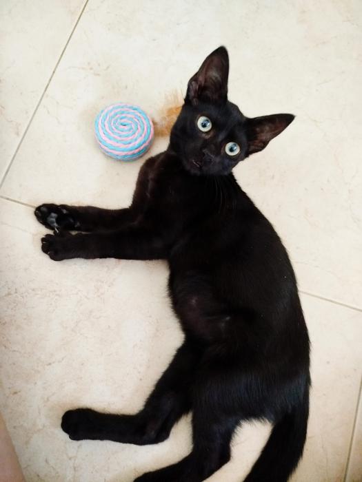 OREO 