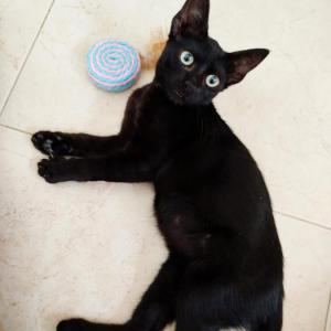 OREO 