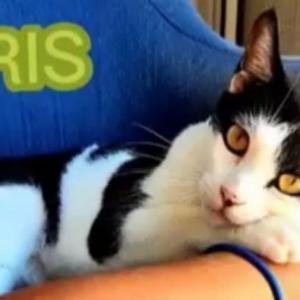 IRIS