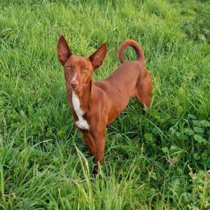CHETTO